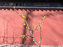 -国家植物园