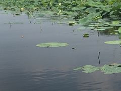 -白洋淀景区