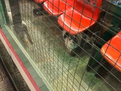 -猫咪博物馆(顶澳仔猫街店)