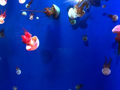 -成都浩海立方海洋公园