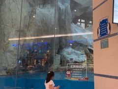 -帝企鹅自助餐厅•儿童岛•真企鹅(长隆企鹅酒店)