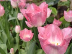 -石家庄市植物园