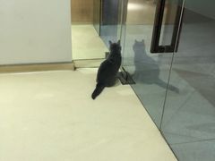 -艾贝尔宠物医院·24H转诊中心·肿瘤猫专科(江宁双龙店)