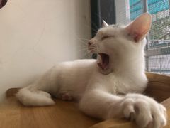 -艾吉宠物医院·疑难杂症转诊中心·猫友好(碧江路院)