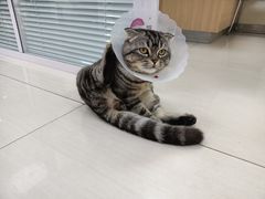 -全心全意连锁动物医院·微创中心·内科急重症·心脏专科(丰管路店)