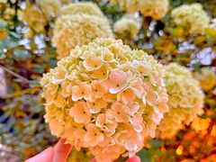 -王捌小院(红花坡店)
