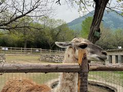 -西安秦岭野生动物园