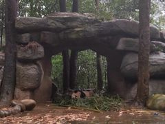 -中国大熊猫保护研究中心雅安碧峰峡基地