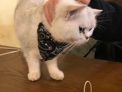 -猫色咖啡·猫咖
