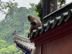 -黔灵山公园