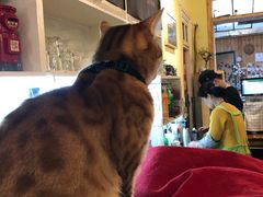 -猫色咖啡·猫咖