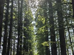 -日照海滨国家森林公园