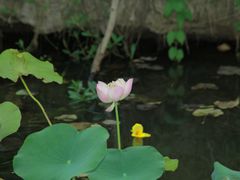 -合肥滨湖国家森林公园