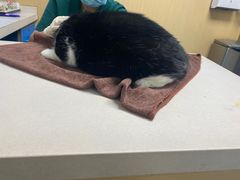 -宠颐生猫科·内科皮肤科(西平世纪城店)