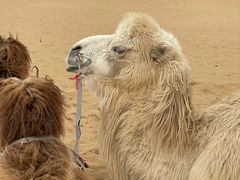 -银肯塔拉沙漠生态旅游景区