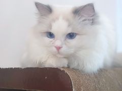 -瞄一喵猫咖(格力海岸店)