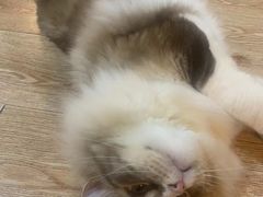 -白兔子密室(长寿路店)