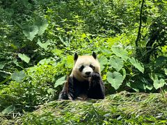 -中国大熊猫保护研究中心雅安碧峰峡基地