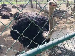 -大连铭湖国际观光牧场