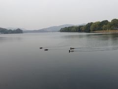 -西湖外事游船(花港观鱼码头)