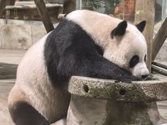 -栾川竹海野生动物园