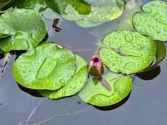 -三忘湖 SWANSEEN(柳荫公园店)