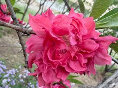 -桃花堤公园