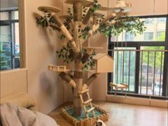 -唐小姐の私宠·宠物洗护美容·撸猫馆·购宠(周浦万达旗舰店)