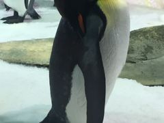-凯莉-塔尔敦海洋生物水族馆
