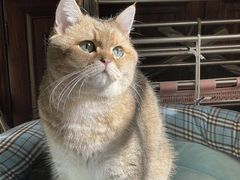 -东方名猫馆·英短金渐层布偶猫舍(环线广场1号楼店)