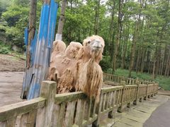 -贵州森林野生动物园