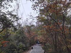 -紫金山山顶公园