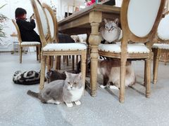 -共舞时光猫咖·狗咖(新街口店)