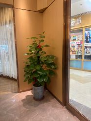 -香港倾城国际·美容美体中心