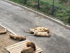 -大连森林动物园