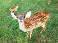 -北京鹿世界主题园