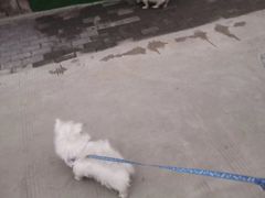 -马浜花园