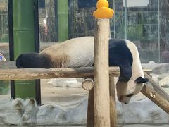 -栾川竹海野生动物园