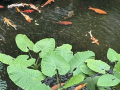 -广州白天鹅宾馆