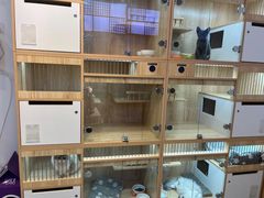 -山宅一喵德文卷毛猫舍
