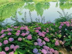 -金银湖国家城市湿地公园
