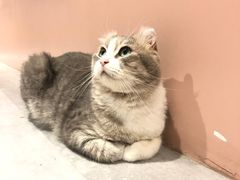 -猫儿山۰猫主题餐厅