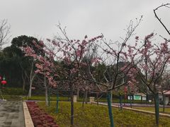-新江湾城公园