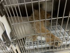 -萌兽医馆·绝育·24小时内科·宠物医院(德胜店)