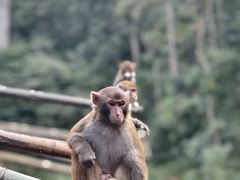 -西双版纳原始森林公园