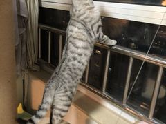 -纳吉亚猫专科动物医院·北北分院