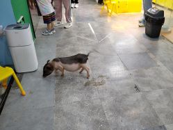 -神奇动物撸宠馆·羊驼·小浣熊·异宠(豫园店)