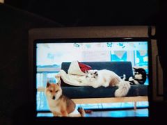 -南京Hallo宠物乐园·哈罗犬舍·柴犬繁育基地