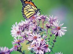 -硗碛藏寨·神木垒景区