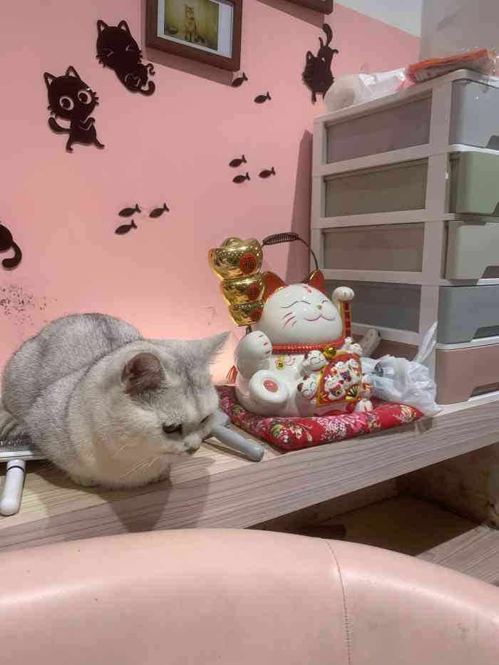 屋虎猫馆(南山云城万科里店)-"【项目】乐园有好多猫咪在里面,种类